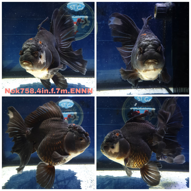 (NOK-758) Thai Black Orchid Tail Oranda 4.00 inch Body Female 7 Months Age