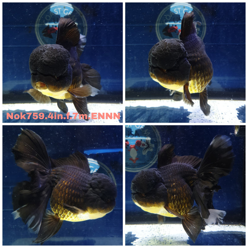 (NOK-759) Thai Black Orchid Tail Oranda 4.00 inch Body Female 7 Months Age