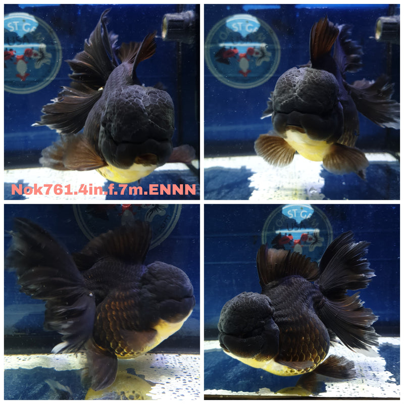 (NOK-761) Thai Black Orchid Tail Oranda 4.00 inch Body Female 7 Months Age