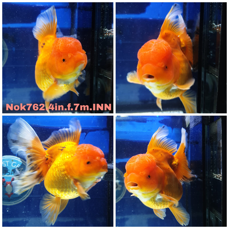(NOK-762) Thai Red Orchid Tail Oranda 4.00 inch Body Female 7 Months Age