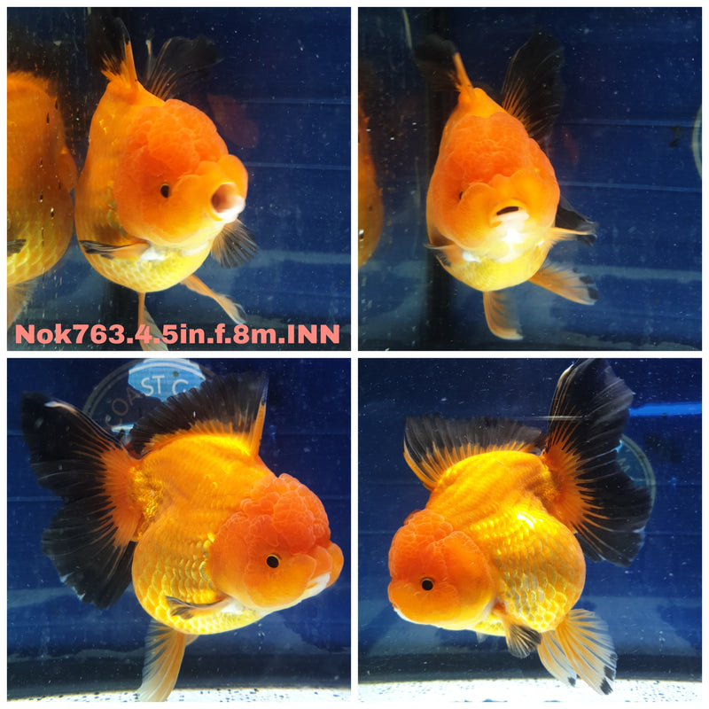H(NOK-763) Thai Jumbo Apache Orchid Tail Oranda 4.50 inch Body Female 8 Months Age