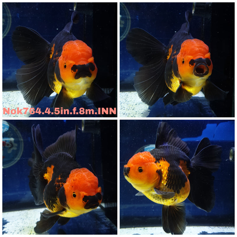 H(NOK-764) Thai Jumbo Apache Orchid Tail Oranda 4.50 inch Body Female 8 Months Age