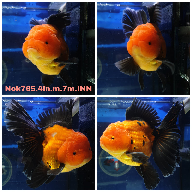H(NOK-765) Thai Apache Orchid Tail Oranda 4.00 inch Body Male 8 Months Age