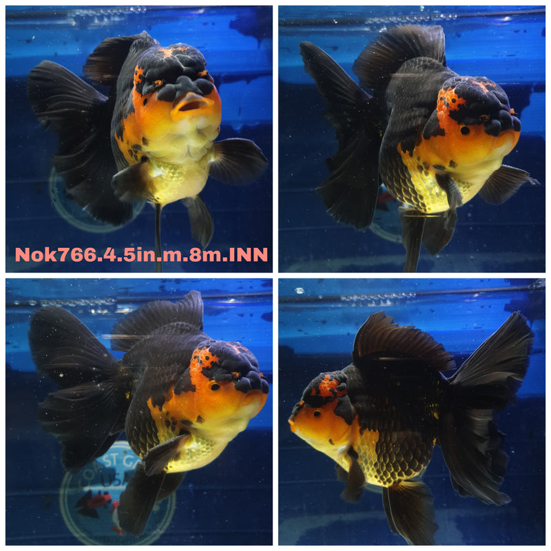 (NOK-766) Thai Jumbo Apache Orchid Tail Oranda 4.50 inch Body Male 8 Months Age
