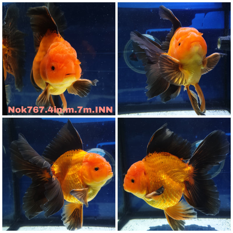 (NNN-NOK-767) Thai Apache Orchid Tail Oranda 4.00 inch Body Male 7 Months Age R1A03