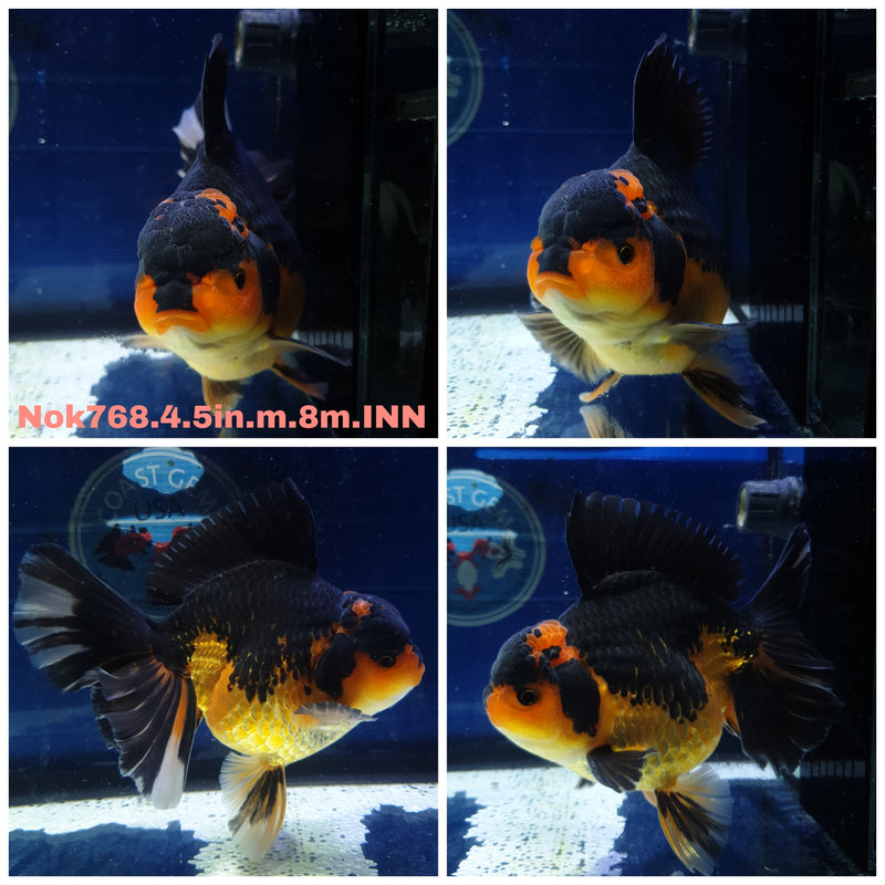 (NOK-768) Thai Jumbo Apache Orchid Tail Oranda 4.50 inch Body Male 8 Months Age