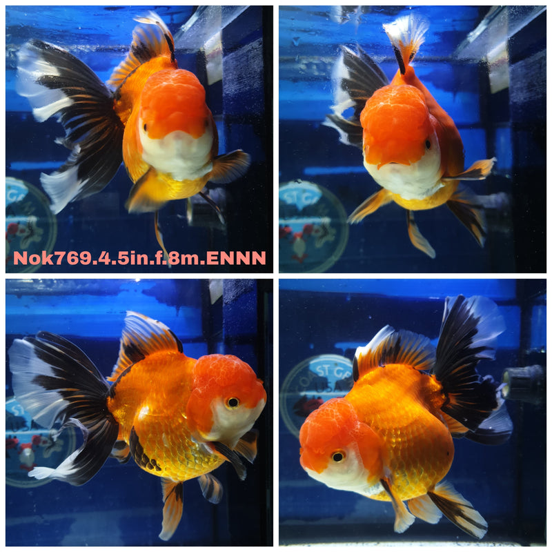 (NOK-769) Thai Jumbo Apache Orchid Tail Oranda 4.50 inch Body Female 8 Months Age