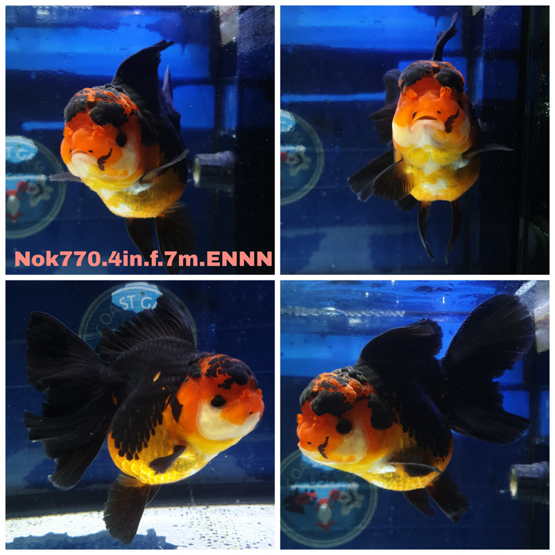 (NOK-770) Thai Apache Orchid Tail Oranda 4.00 inch Body Female 7 Months Age