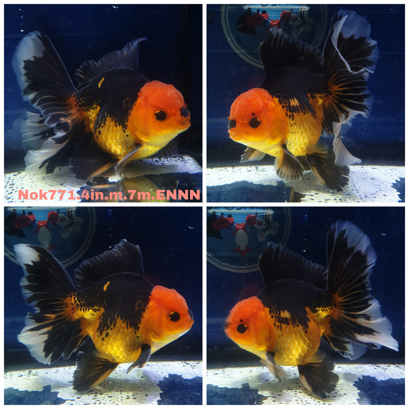 (NOK-771) Thai Apache Orchid Tail Oranda 4.00 inch Body Male 7 Months Age