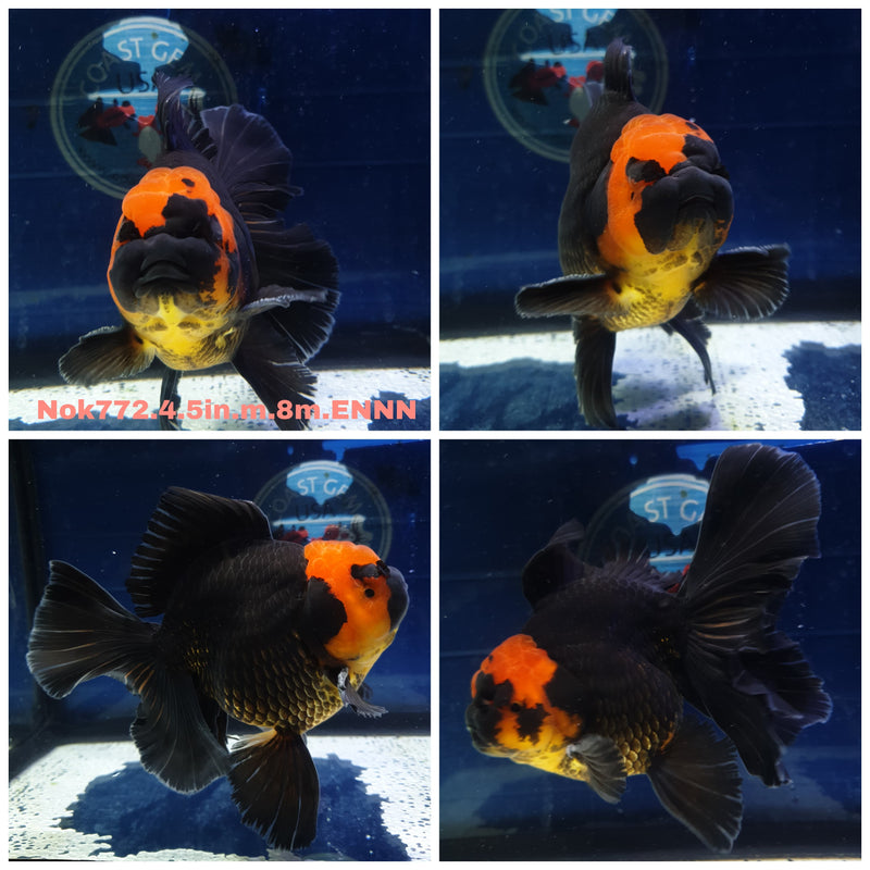 H(NOK-772) Thai Jumbo Apache Orchid Tail Oranda 4.50 inch Body Male 8 Months Age