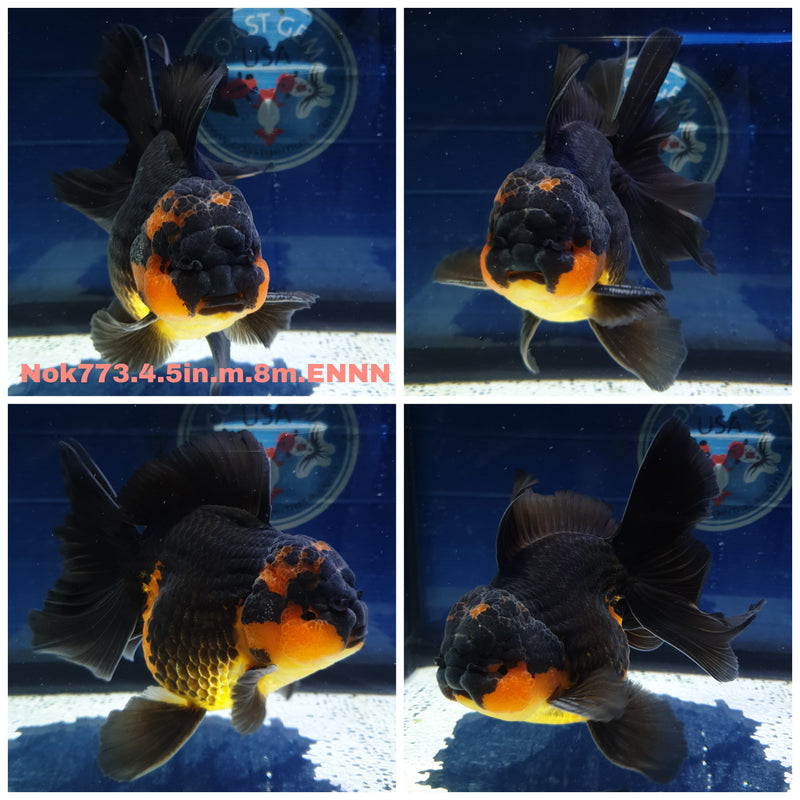 H(NOK-773) Thai Jumbo Apache Orchid Tail Oranda 4.50 inch Body Male 8 Months Age