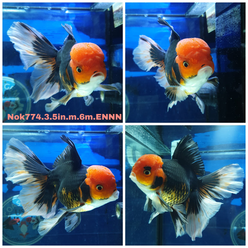 (NOK-774) Thai Black Red Head Orchid Tail Oranda 3.50 inch Body Male 6 Months Age