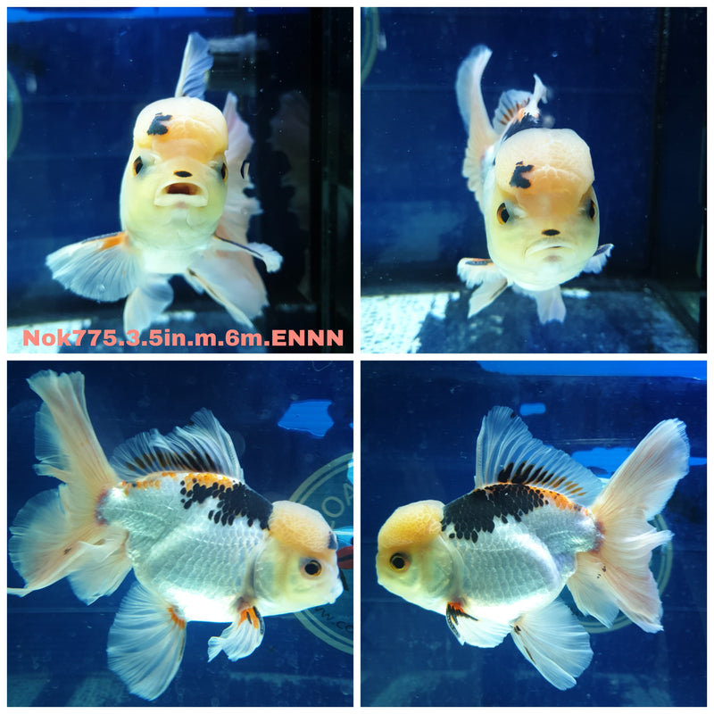 (NOK-775) Thai Tri Color Orchid Tail Oranda 3.50 inch Body Male 6 Months Age