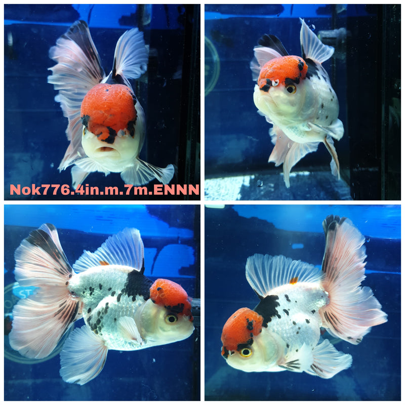 (NOK-776) Thai Tri Color Orchid Tail Oranda 4.00 inch Body Male 7 Months Age