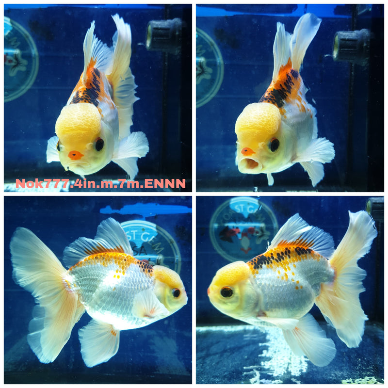 H(NOK-777) Thai Tri Color Orchid Tail Oranda 4.00 inch Body Male 7 Months Age