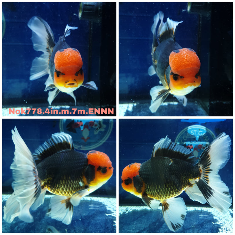 (NOK-778) Thai Black Red Head Orchid Tail Oranda 4.00 inch Body Male 7 Months Age