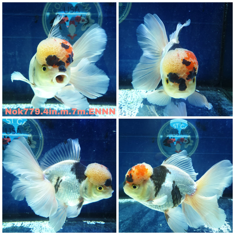 (NOK-779) Thai Tri Color Orchid Tail Oranda 4.00 inch Body Male 7 Months Age