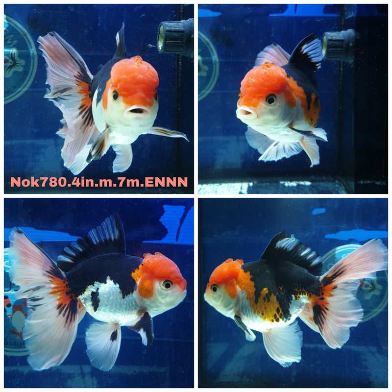 H(NOK-780) Thai Tri Color Orchid Tail Oranda 4.00 inch Body Male 7 Months Age