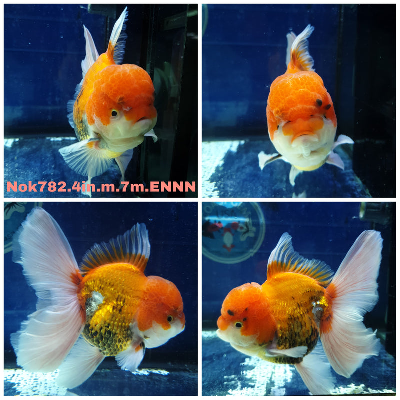 (NOK-782) Thai Red/White Orchid Tail Oranda 4.00 inch Body Male 7 Months Age