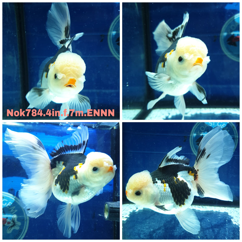 (NOK-784) Thai Tri Color Orchid Tail Oranda 4.00 inch Body Female 7 Months Age