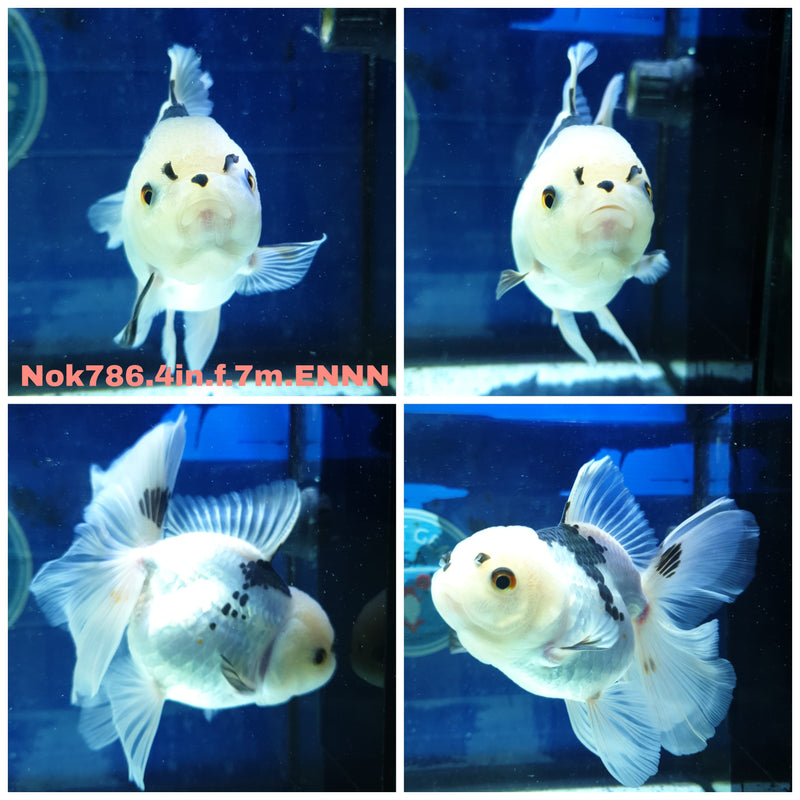 H(NOK-786) Thai Panda Orchid Tail Oranda 4.00 inch Body Female 7 Months Age