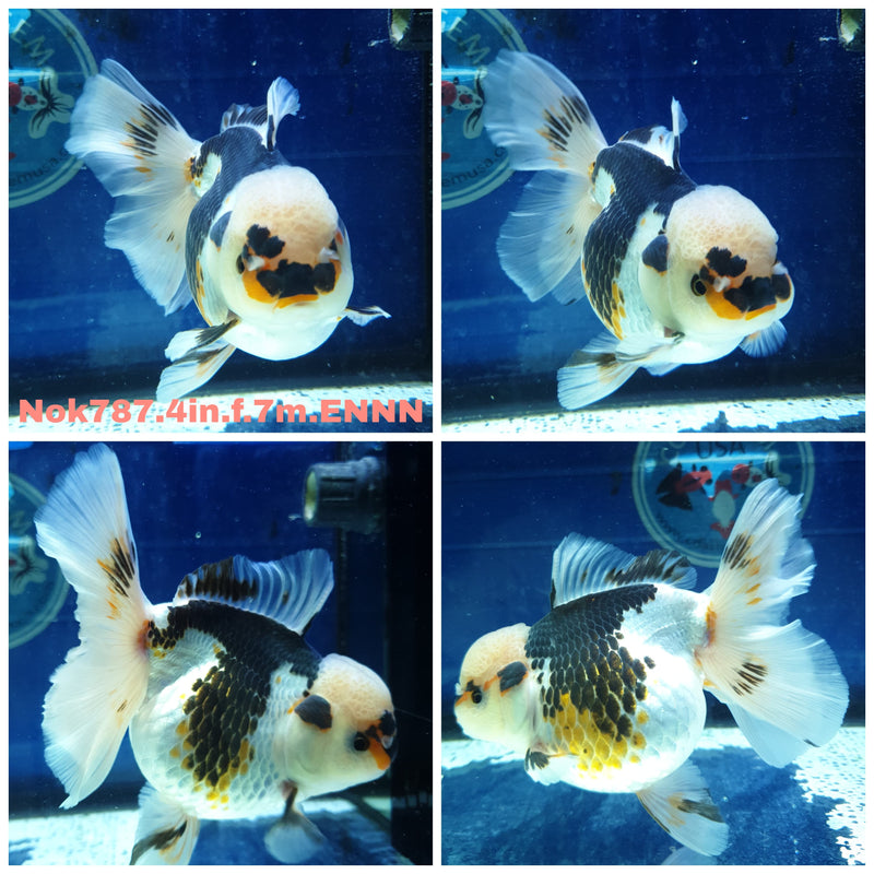 (NOK-787) Thai Tri Color Orchid Tail Oranda 4.00 inch Body Female 7 Months Age