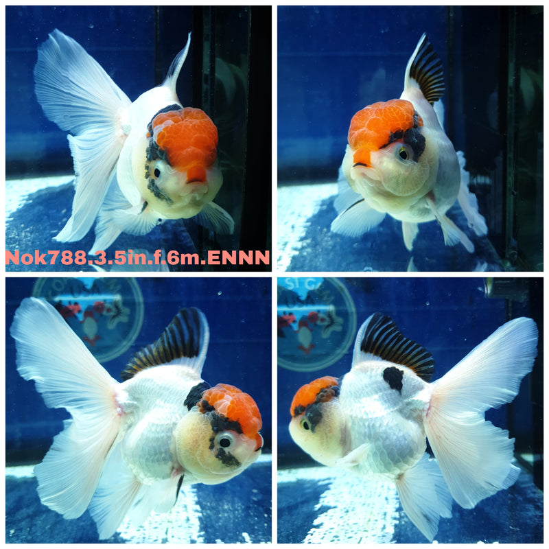 (NOK-788) Thai Tri Color Orchid Tail Oranda 3.50 inch Body Female 6 Months Age