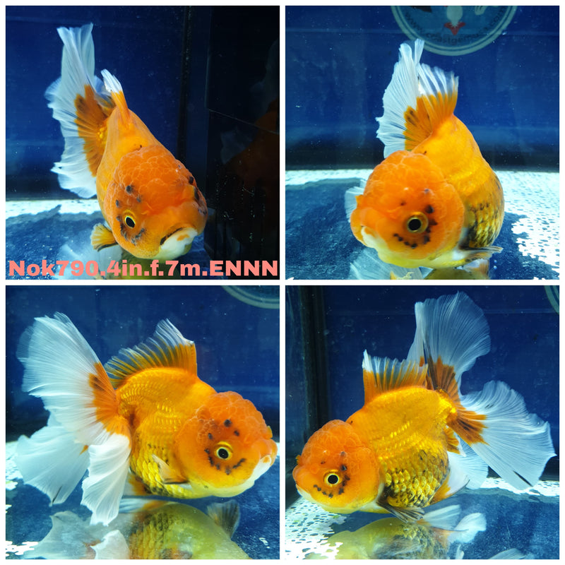 (NOK-790) Thai Red/White Orchid Tail Oranda 4.00 inch Body Female 7 Months Age