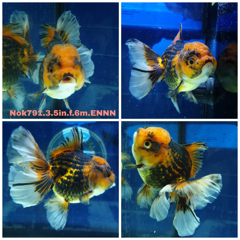 (NOK-791) Thai Apache Orchid Tail Oranda 3.50 inch Body Female 6 Months Age