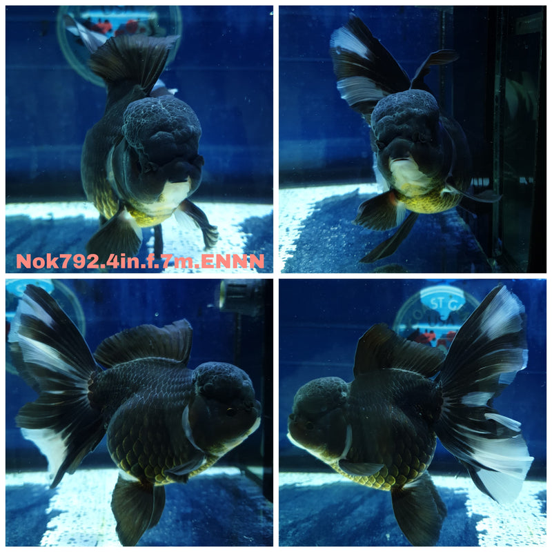 (NOK-792) Thai Black Orchid Tail Oranda 4.00 inch Body Female 7 Months Age