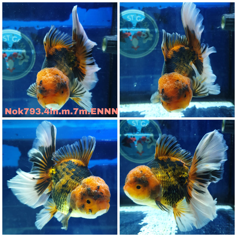(NOK-793) Thai Apache Orchid Tail Oranda 4.00 inch Body Male 7 Months Age