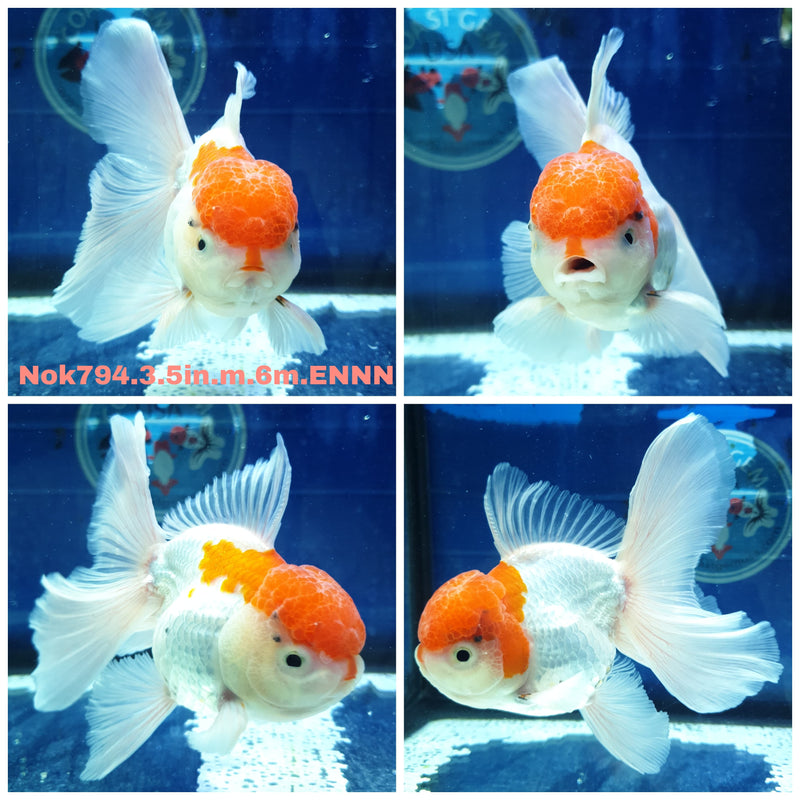 (NOK-794) Thai Red/White Orchid Tail Oranda 3.50 inch Body Male 6 Months Age