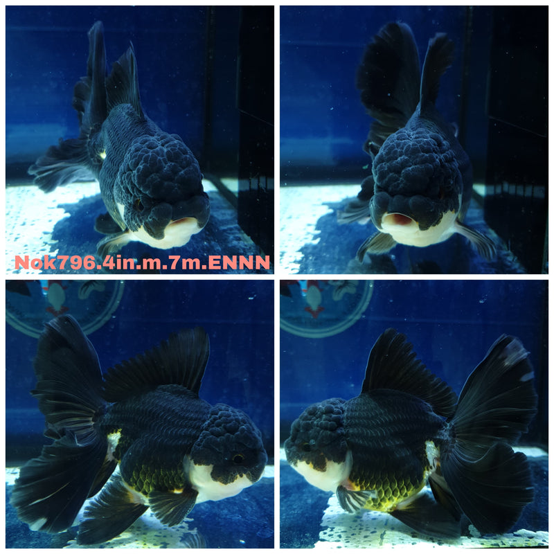 (NOK-796) Thai Panda Orchid Tail Oranda 4.00 inch Body Male 7 Months Age