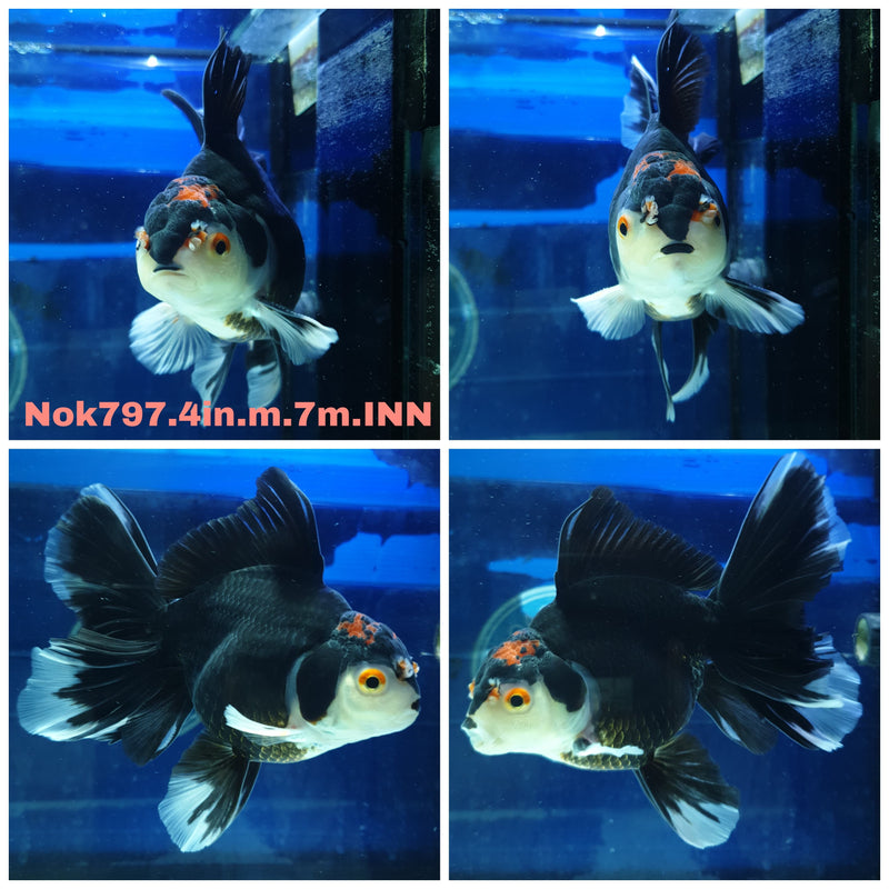 (NOK-797) Thai Tri Color Orchid Tail Oranda 4.00 inch Body Male 7 Months Age