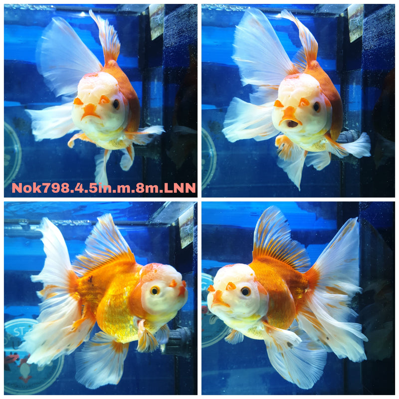 H(NOK-798) Thai Jumbo Red/White Orchid Tail Oranda 4.50 inch Body Male 8 Months Age