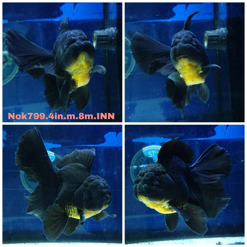 H(NOK-799) Thai Black Orchid Tail Oranda 4.00 inch Body Male 8 Months Age
