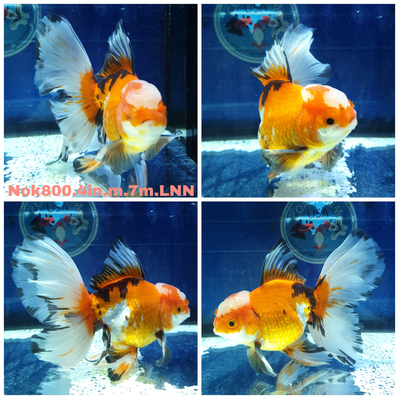 H(NOK-800) Thai Tri Color Orchid Tail Oranda 4.00 inch Body Male 7 Months Age