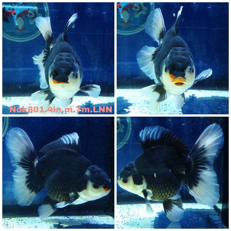 (NOK-801) Thai Panda Orchid Tail Oranda 4.00 inch Body Male 7 Months Age