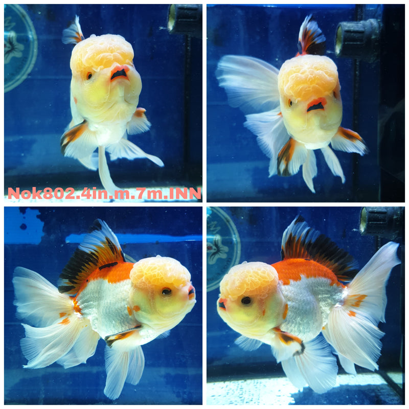 H(NOK-802) Thai Tri Color Orchid Tail Oranda 4.00 inch Body Male 7 Months Age