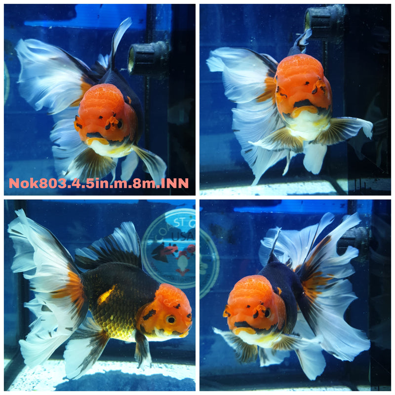H(NOK-803) Thai Jumbo Apache Orchid Tail Oranda 4.50 inch Body Male 8 Months Age