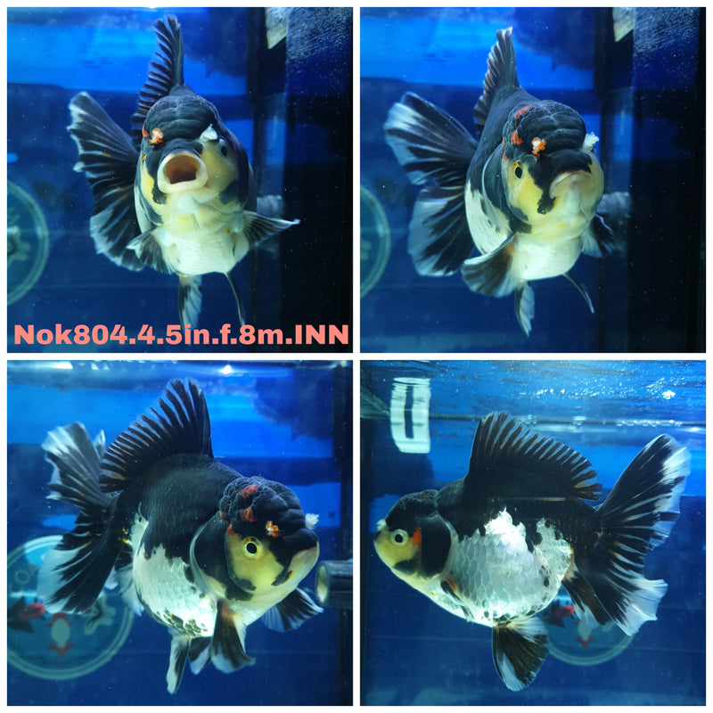 (NOK-804) Thai Jumbo Panda Orchid Tail Oranda 4.50 inch Body Female 8 Months Age