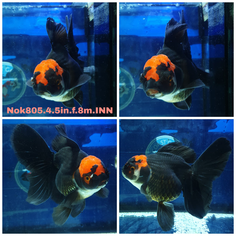 H(NOK-805) Thai Jumbo Black Red Cap Orchid Tail Oranda 4.50 inch Body Female 8 Months Age