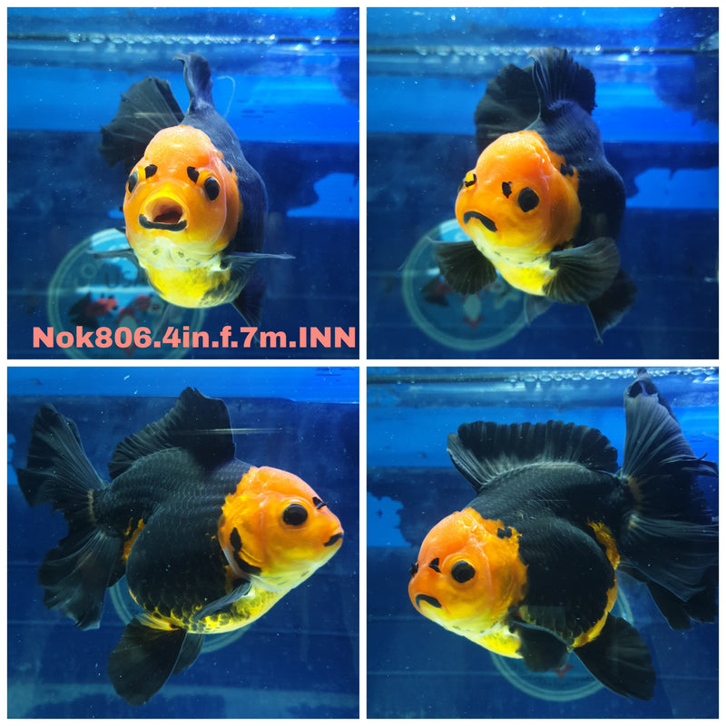 (NOK-806) Thai Apache Orchid Tail Oranda 4.00 inch Body Female 7 Months Age