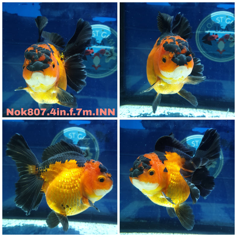 (NOK-807) Thai Apache Orchid Tail Oranda 4.00 inch Body Female 7 Months Age