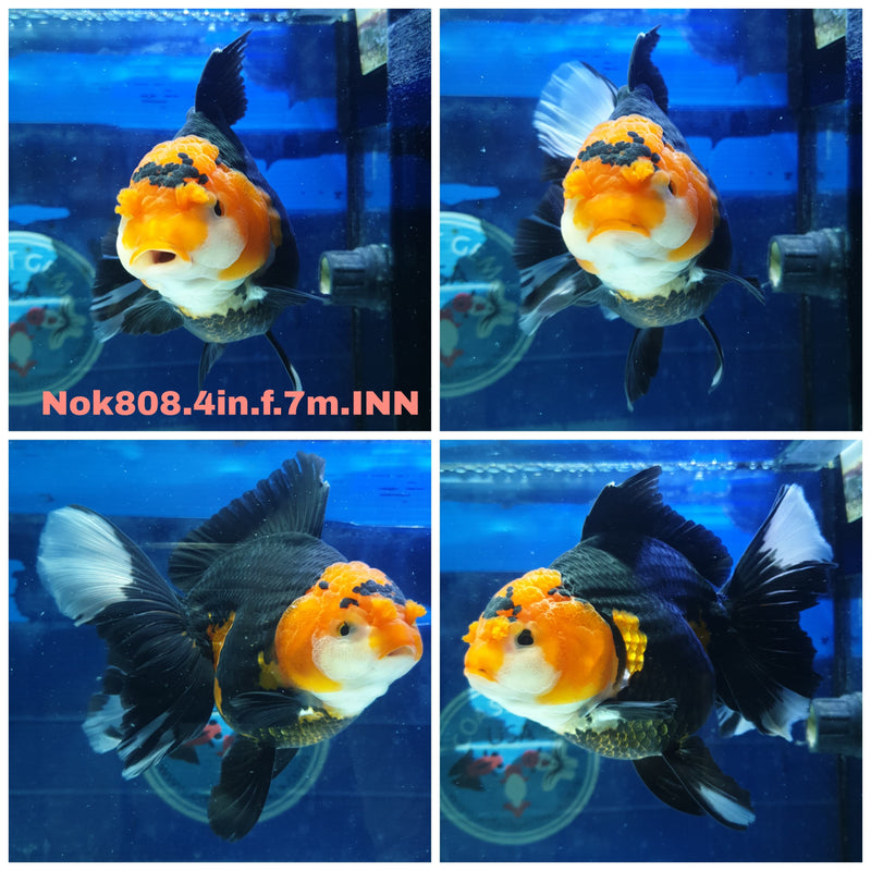 (NOK-808) Thai Apache Orchid Tail Oranda 4.00 inch Body Female 7 Months Age