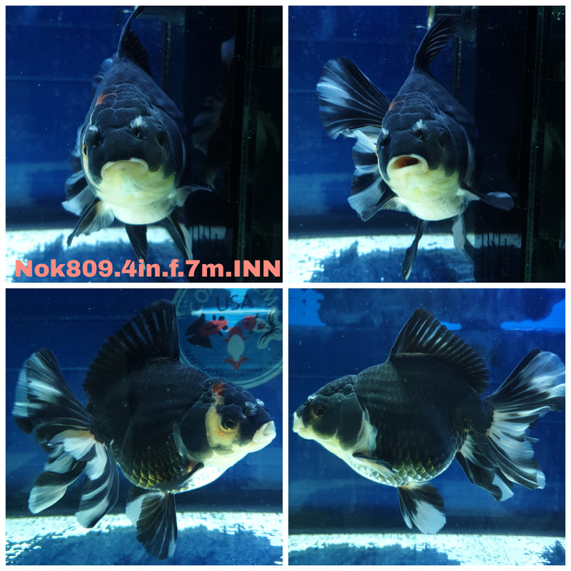 (NOK-809) Thai Panda Orchid Tail Oranda 4.00 inch Body Female 7 Months Age