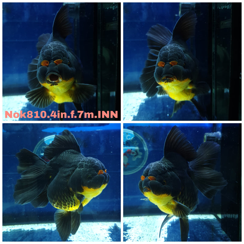 (NOK-810) Thai Black Orchid Tail Oranda 4.00 inch Body Female 7 Months Age