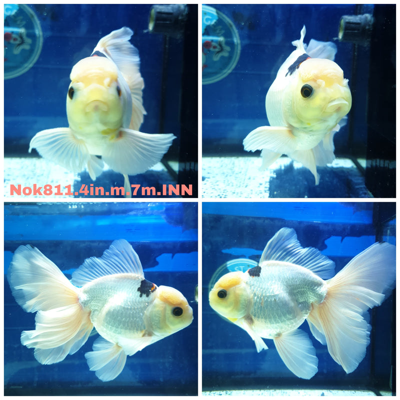 H(NOK-811) Thai Panda Orchid Tail Oranda 4.00 inch Body Male 7 Months Age