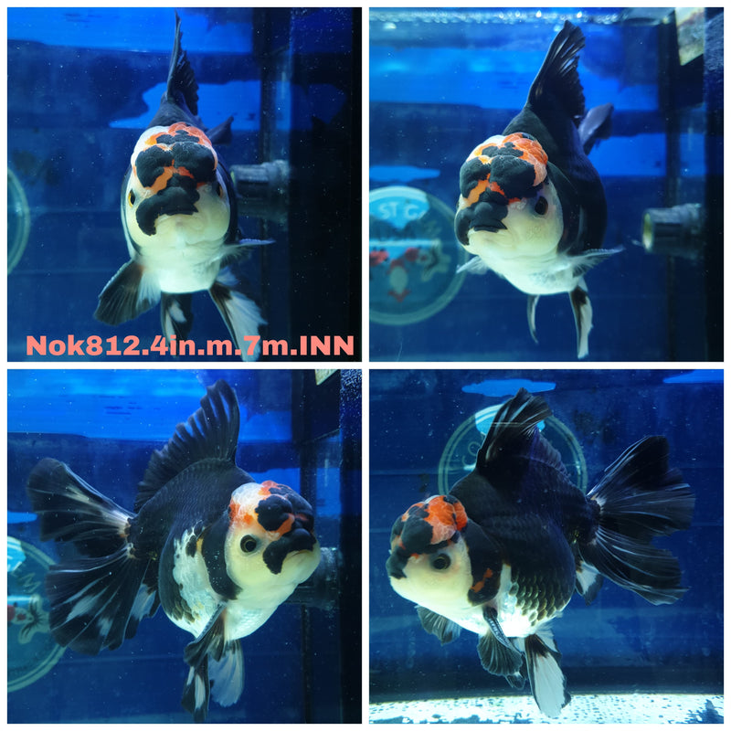 (NOK-812) Thai Tri Color Orchid Tail Oranda 4.00 inch Body Male 7 Months Age