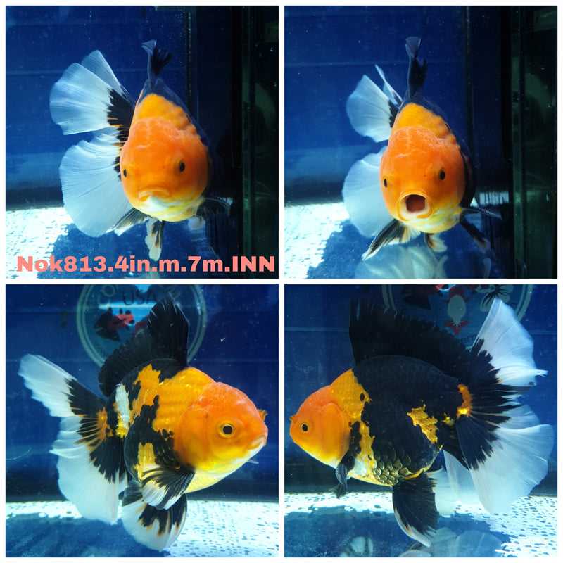 (NOK-813) Thai Apache Orchid Tail Oranda 4.00 inch Body Male 7 Months Age